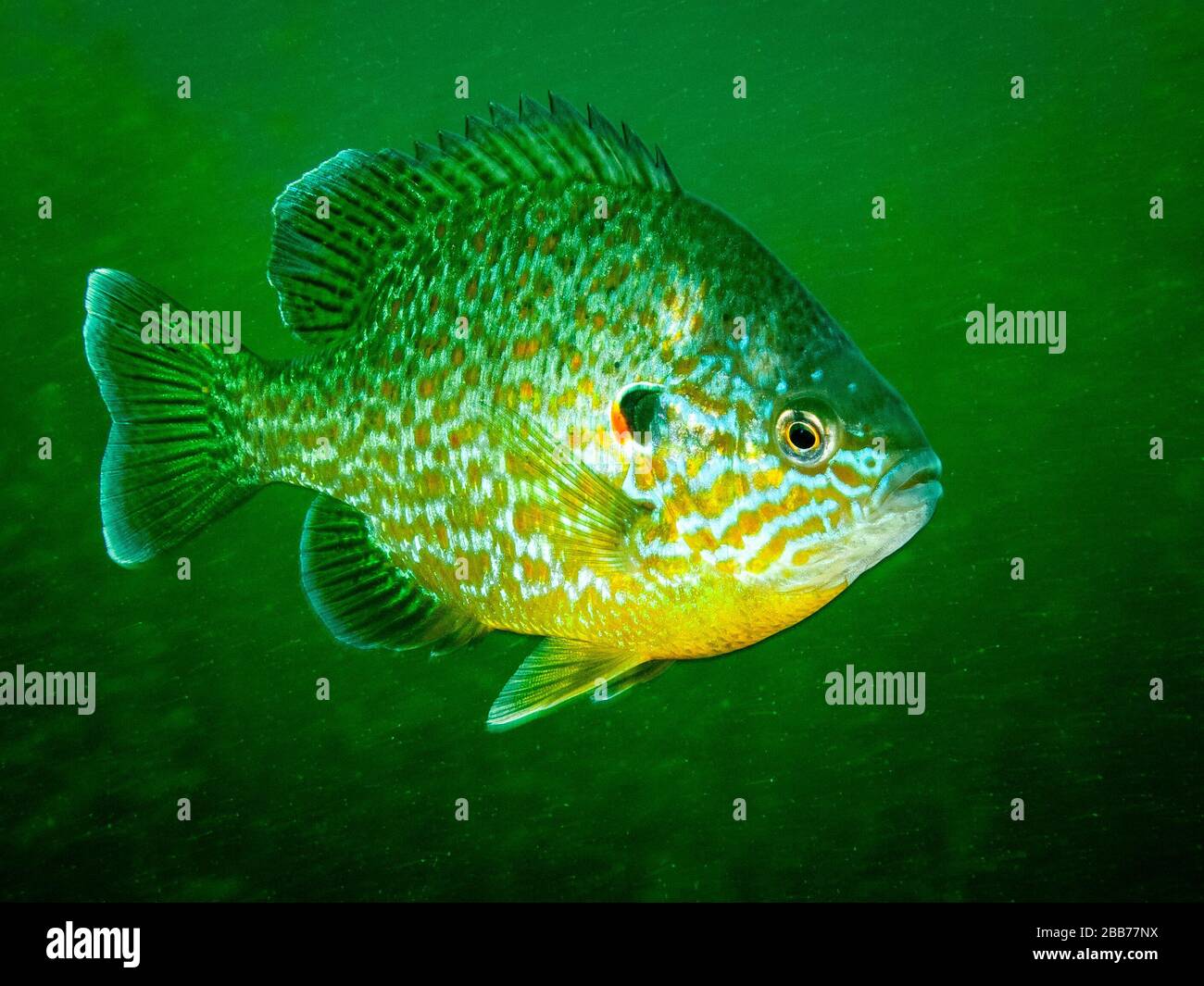Pumpkinseed sunfish swimming in the St. Lawrence River Stock Photo Alamy