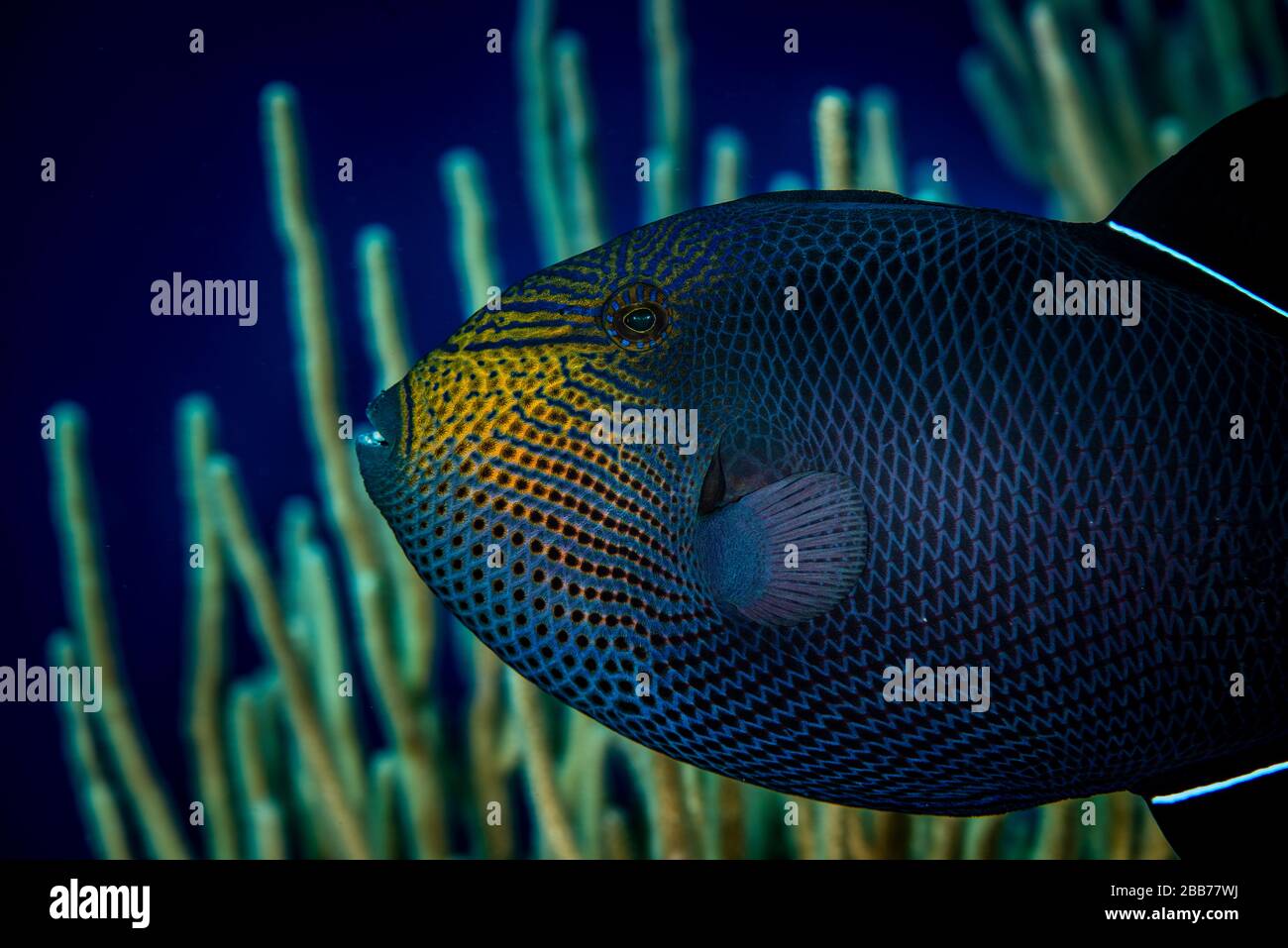 Black Triggerfish swimming over coral reef in the Cayman Islands Stock Photo