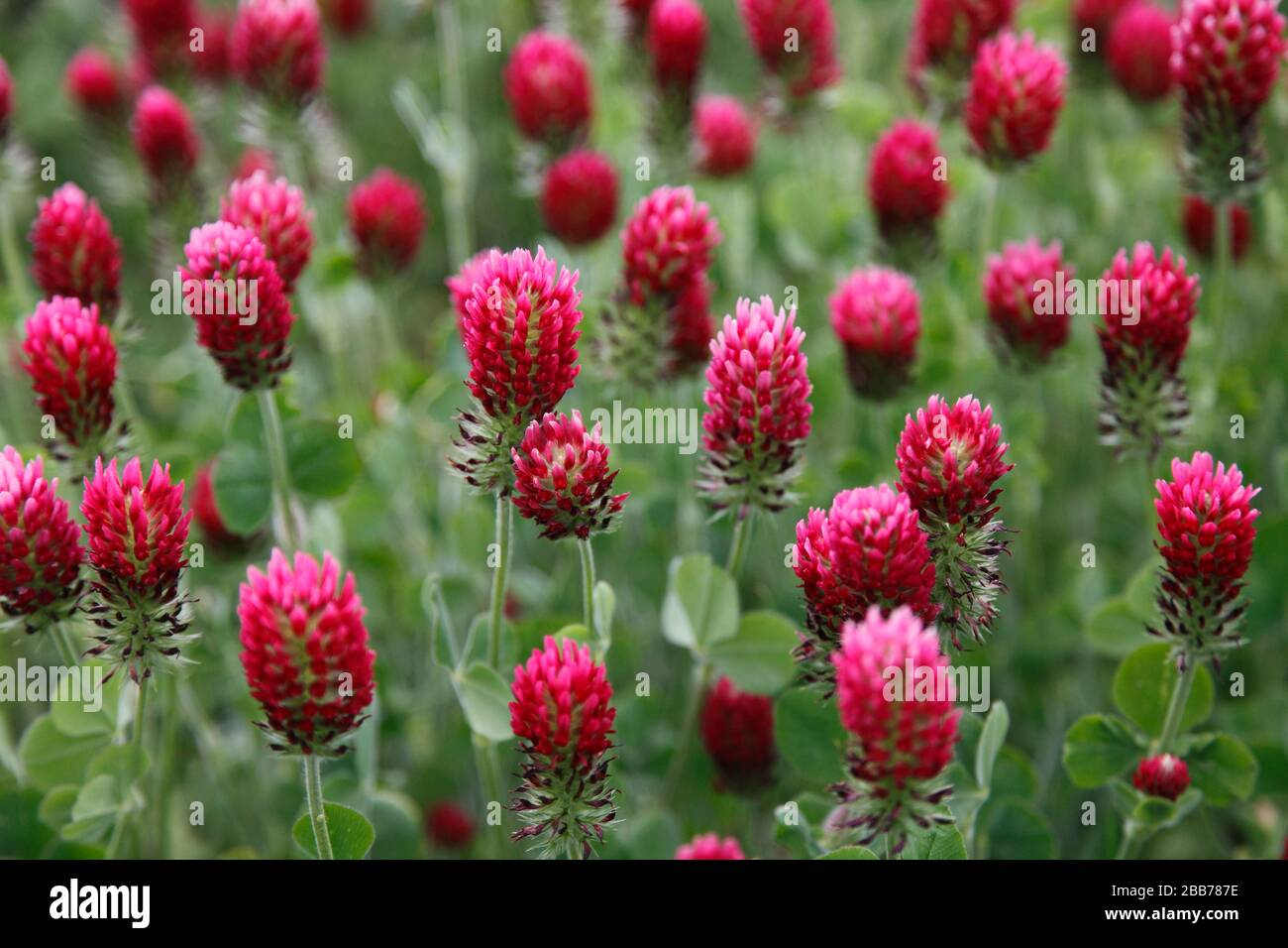 Trifolium incarnatum, known as crimson clover or Italian clover; German: Inkarnatklee Stock Photo