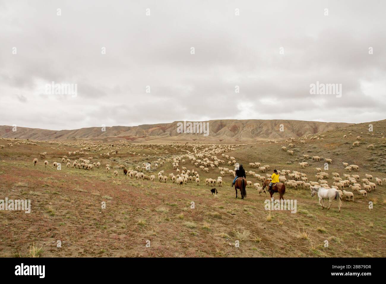 Sheepherders trail the sheep across open range on the move to winter range. Stock Photo