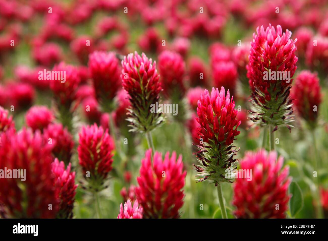 Trifolium incarnatum, known as crimson clover or Italian clover; German: Inkarnatklee Stock Photo