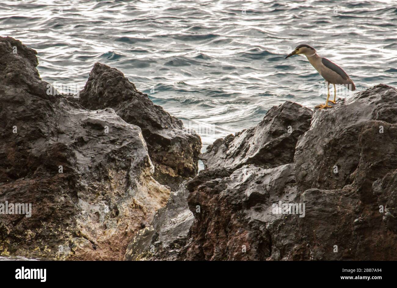 Black crowned night heron Stock Photo