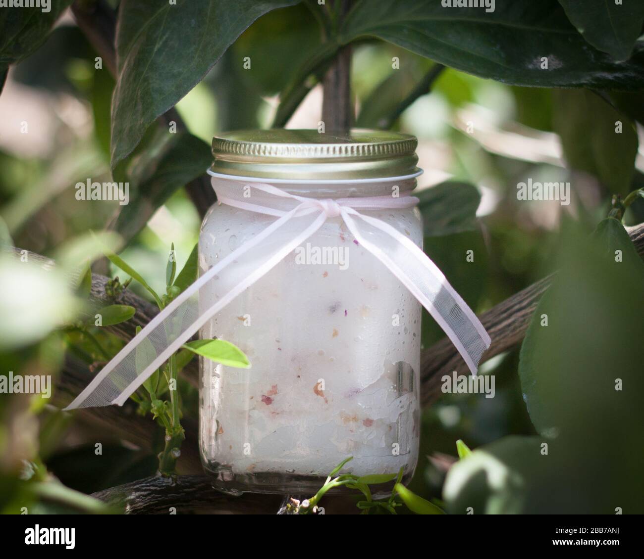 Sugar scrub jar with pink ribbon on a tree limb Stock Photo