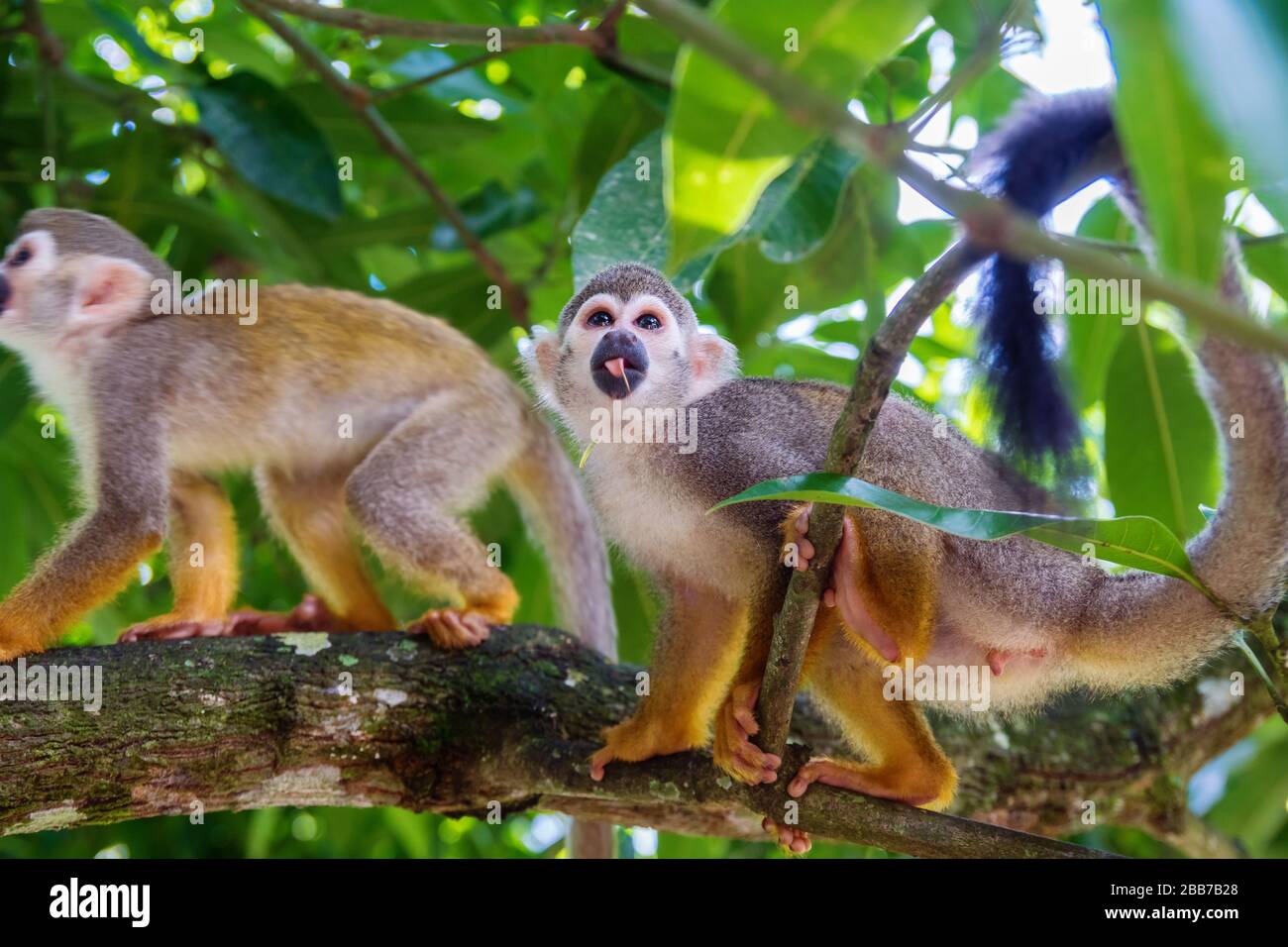 Beautiful little playful monkeys photographed in the park Stock Photo ...
