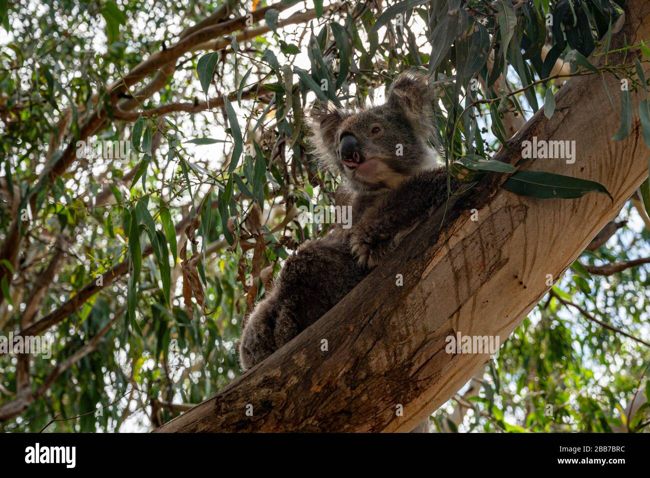Koala, Phascolarctos cinereus, awake on a tree branch of Eucalyptus tree, Kennett River, Victoria, Australia Stock Photo