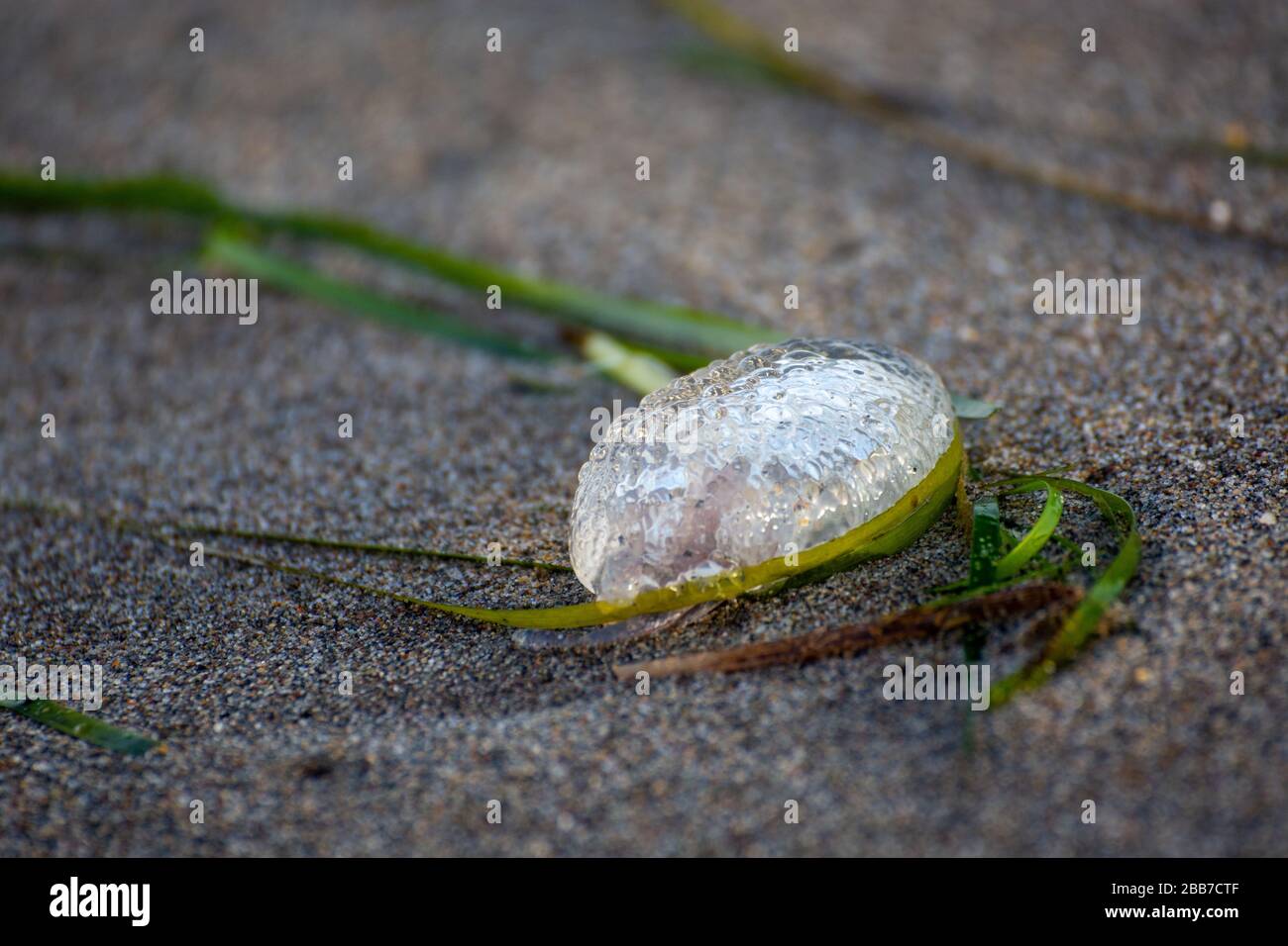 Sea creatures on the shore: green algae and a silver-glitter jellyfish Stock Photo