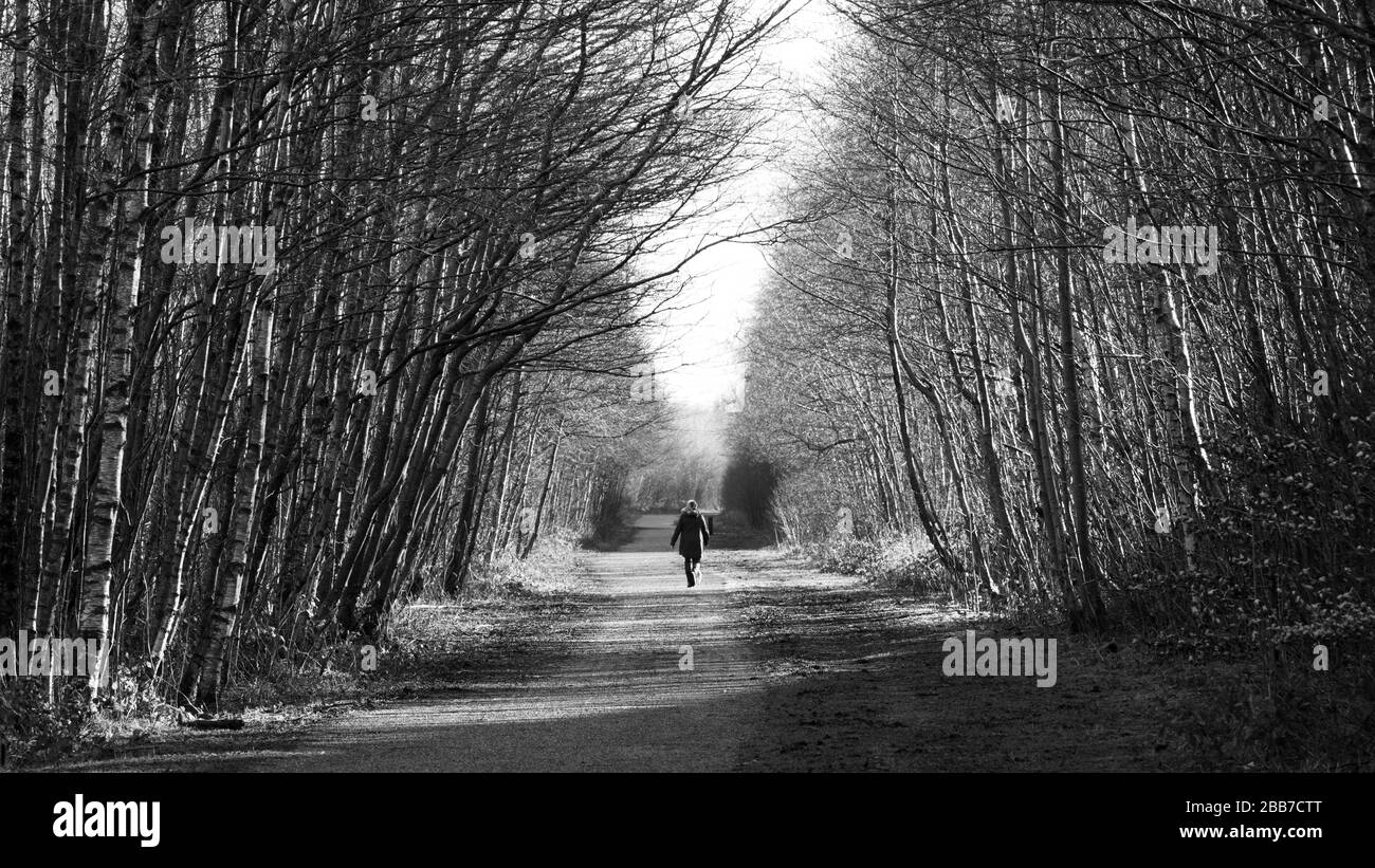 A person walking along a tree lined track in the morning sunshine Stock Photo