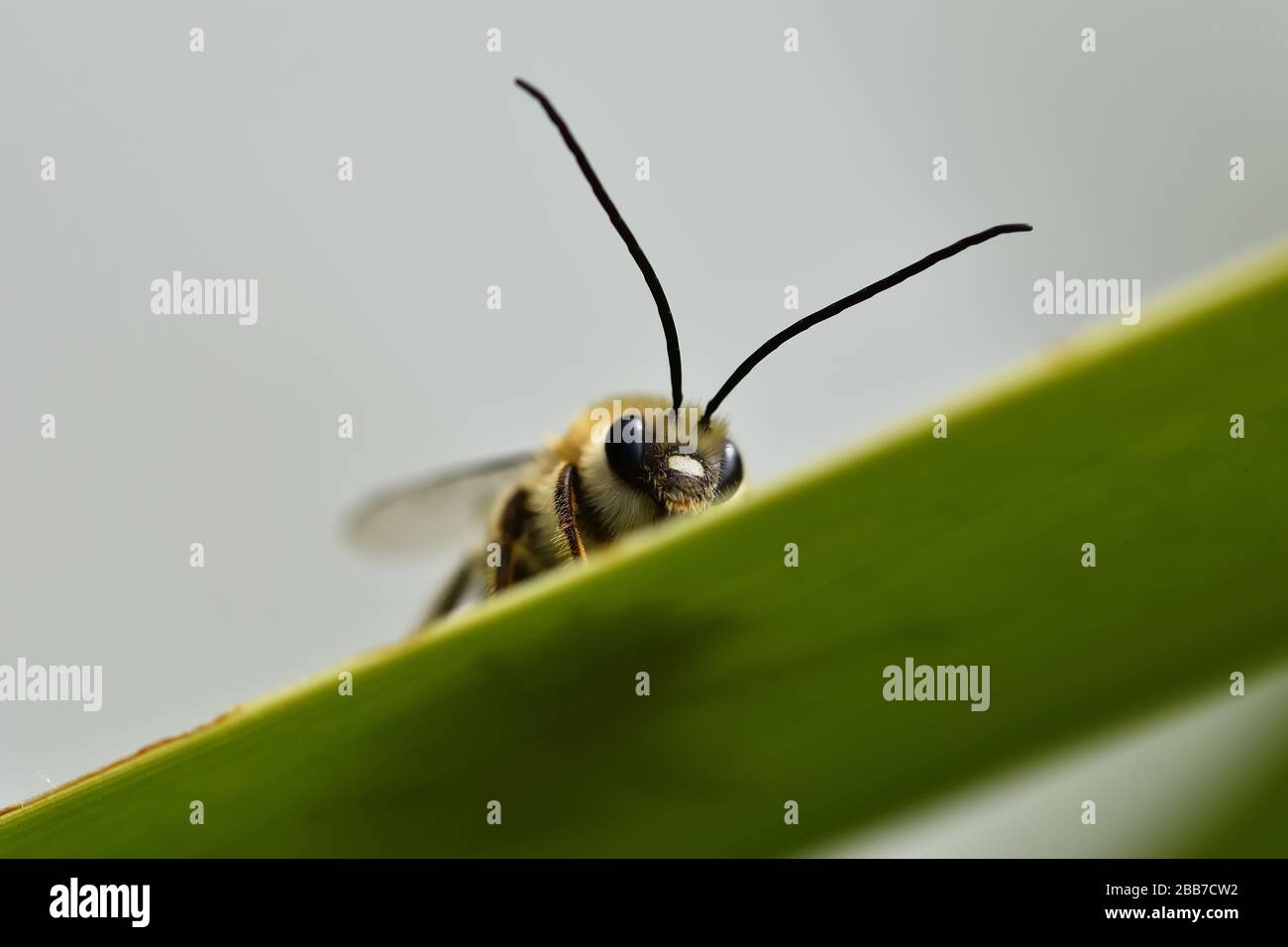 Long horned bee looking at us from the edge of a long palm leaf Stock Photo