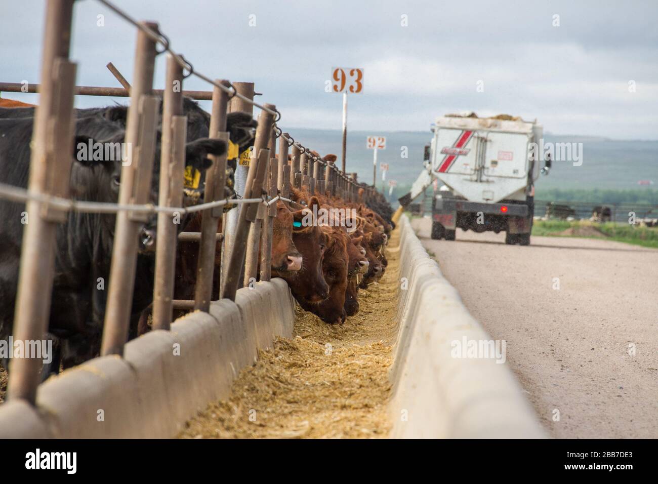 A feed truck delivers grain rations to feedlot cattle Stock Photo - Alamy