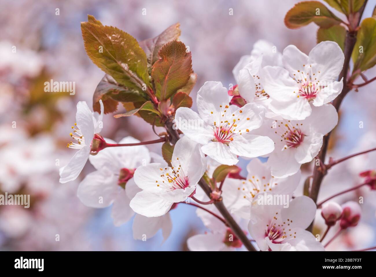 Close up cherry tree hi-res stock photography and images - Alamy
