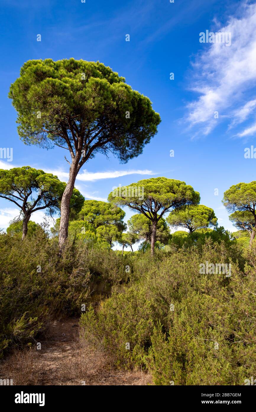 Pine trees in the Donana national park, Andalucia, Spain. Stock Photo