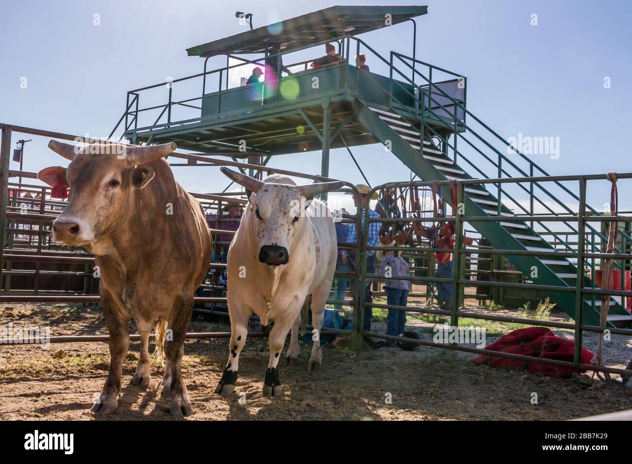 The Bulls Await Stock Photo - Alamy