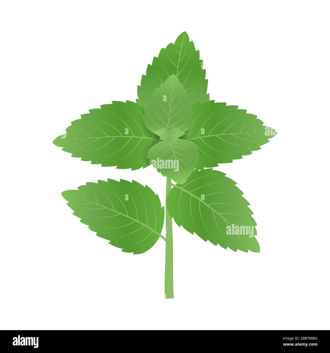 Basil is known as the Indian basil or the holy basil, is often referred