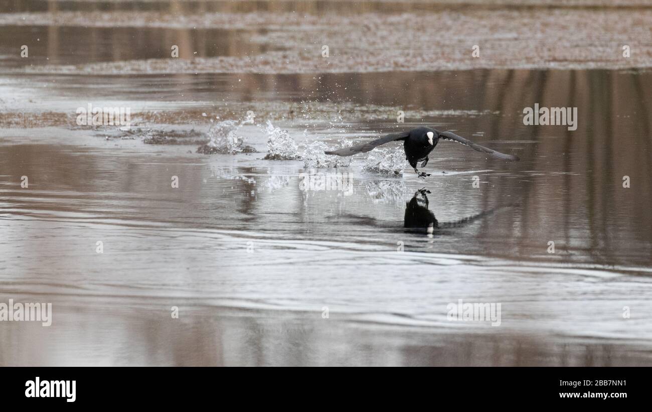 A coot taking off across a smooth pond being reflected in the water Stock Photo