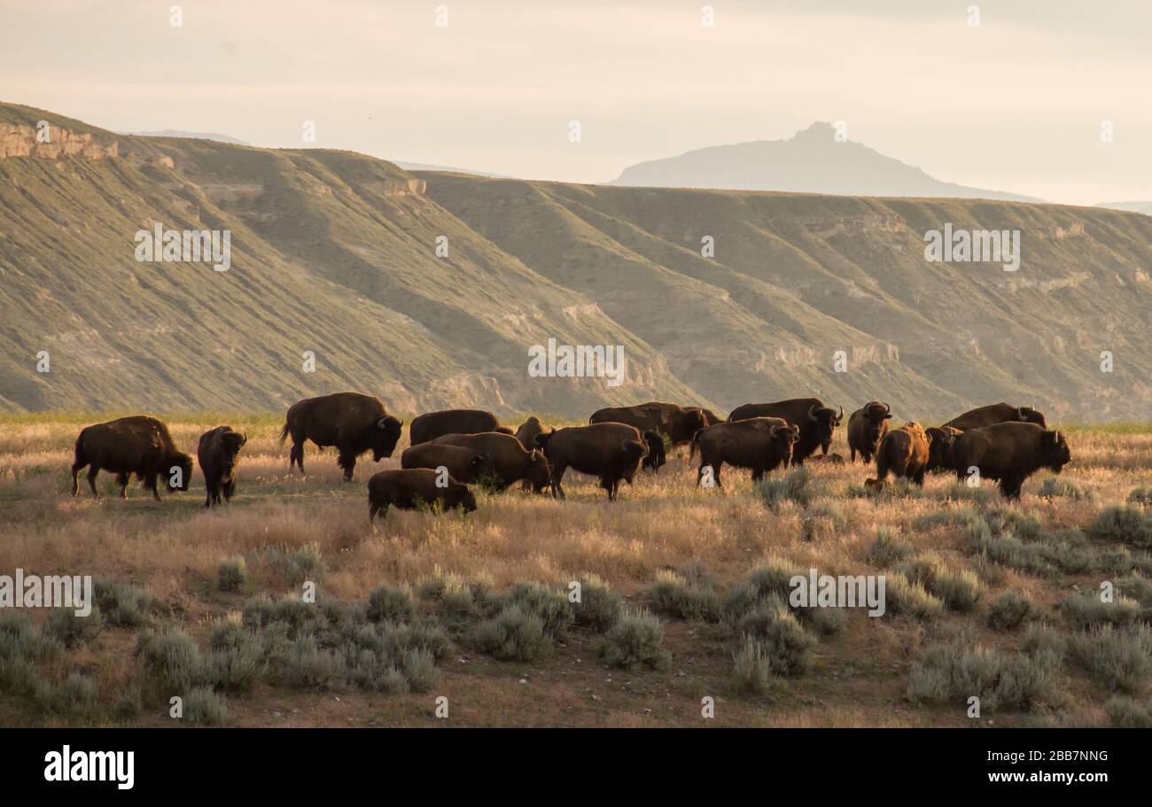 Buff Native Native American-owned buffalo Stock Photo - Alamy