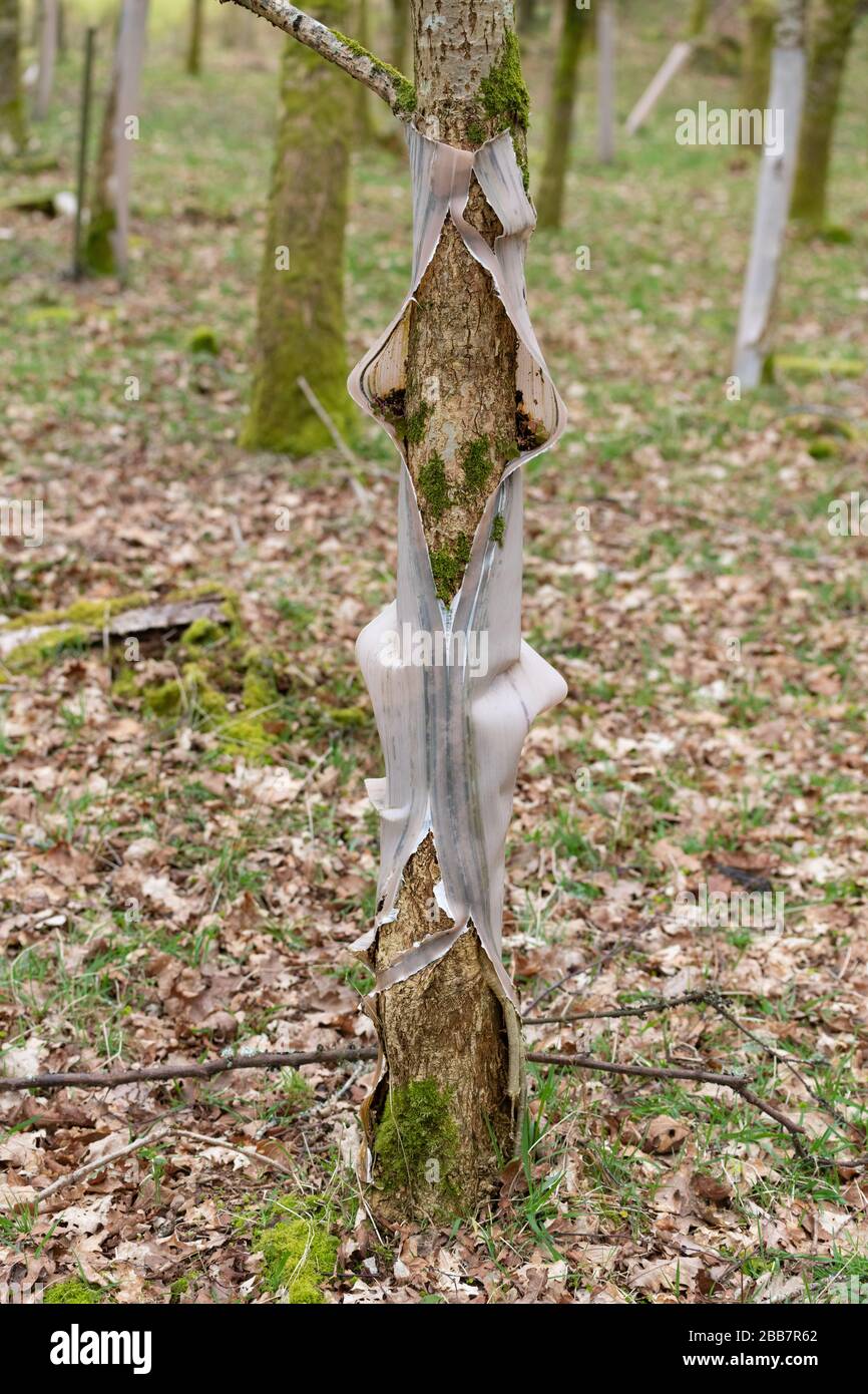 Plastic tree guards left in place around tree for too long causing tree damage and plastic litter  - Scotland UK Stock Photo