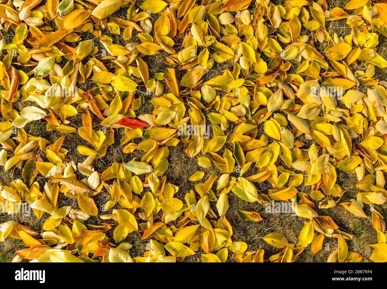 colorful autumn leaves from the cherry tree in the lawn with a red leaf Stock Photo