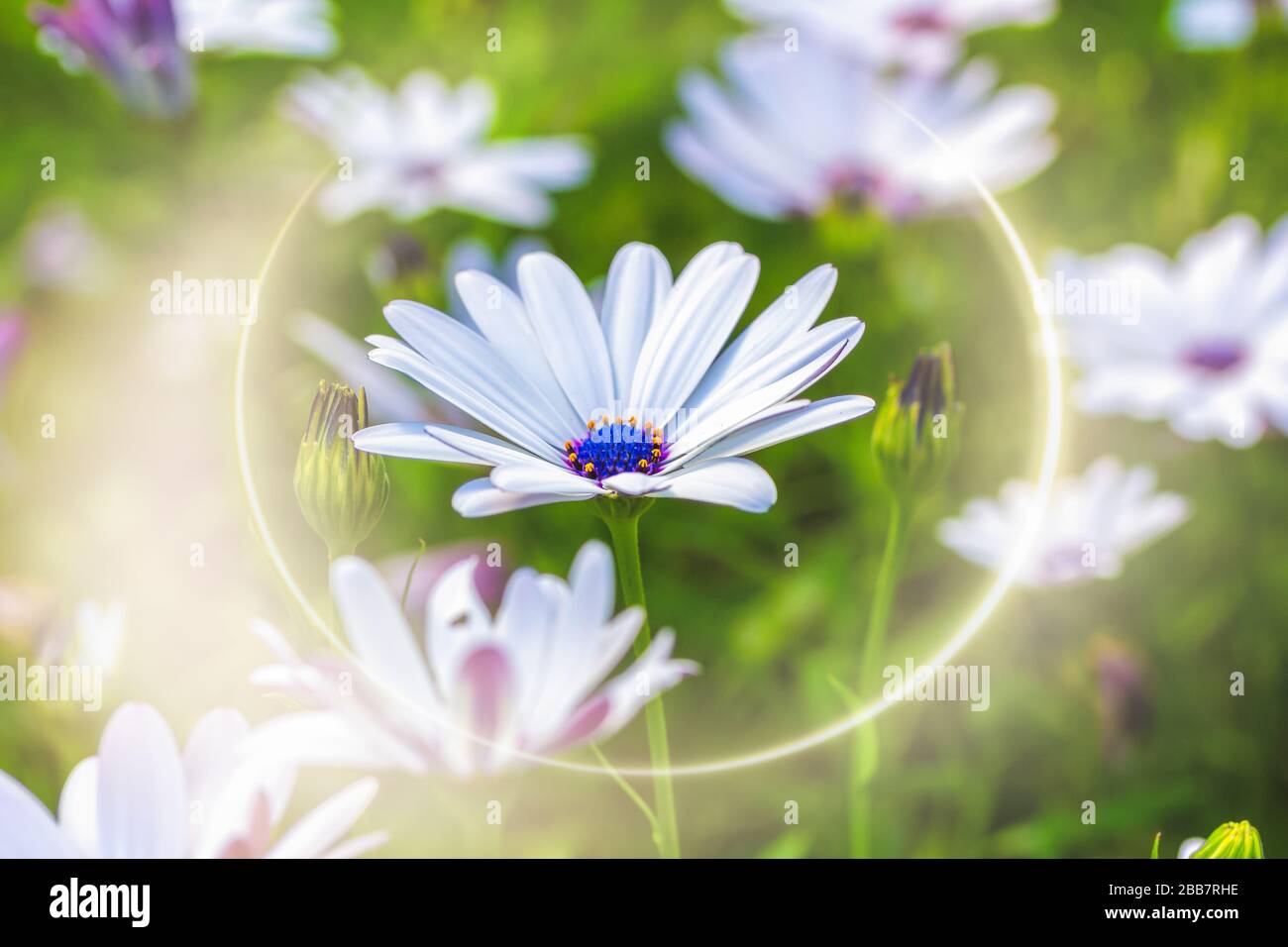 Arctotis white flower blooming Close-up on a bright sunny day. Summer warmth and joy concept Stock Photo