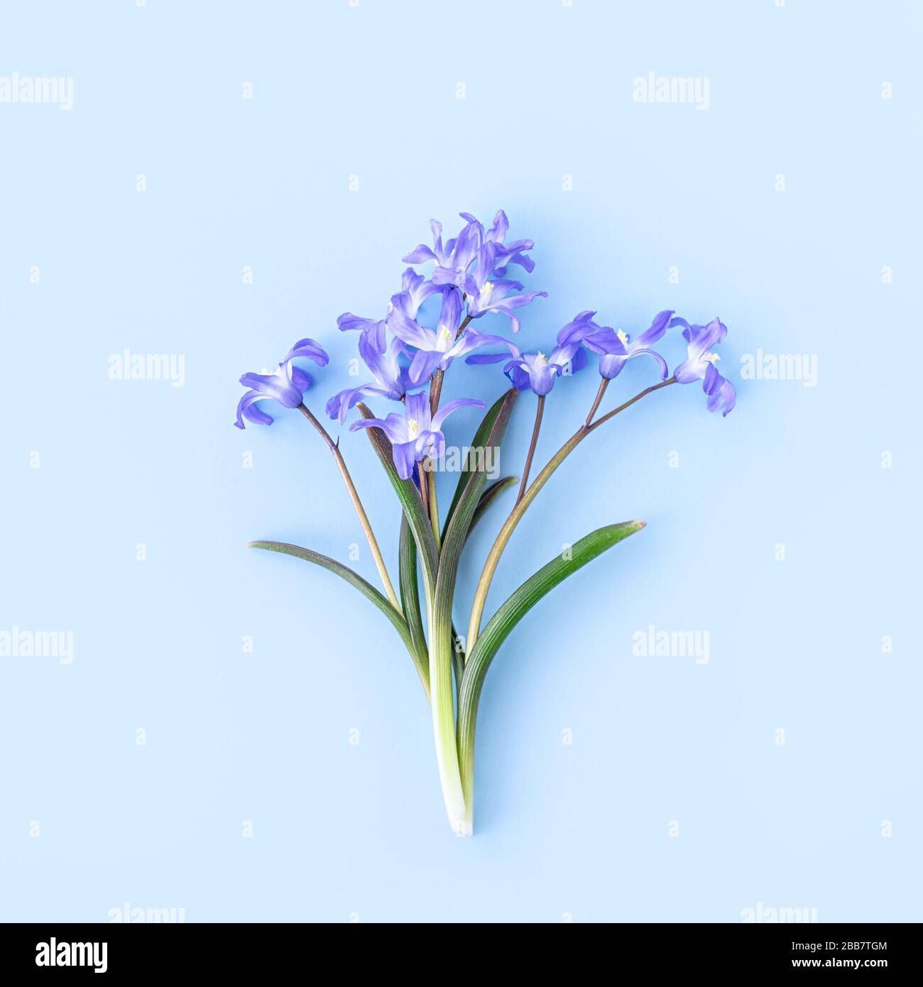 Scilla luciliae on a blue background close up. Bulbous flowering plants. Flat lay. Copy space. Stock Photo
