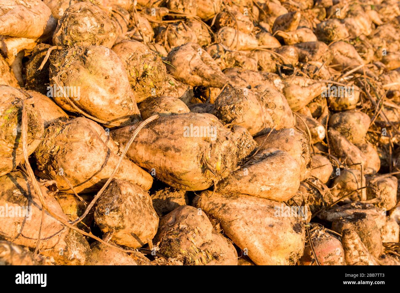 Sugar beet, the harvest is in a pile for transport to the sugar factory Stock Photo