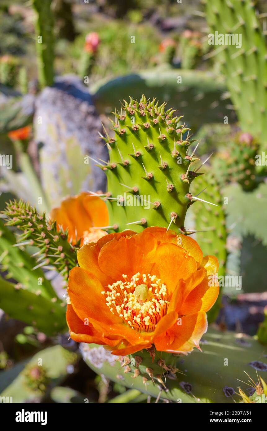 Flowering prickly pear cactus hires stock photography and images Alamy