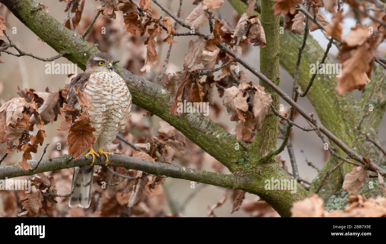 A sparrowhawk patiently waiting on the branch of an oak tree Stock Photo