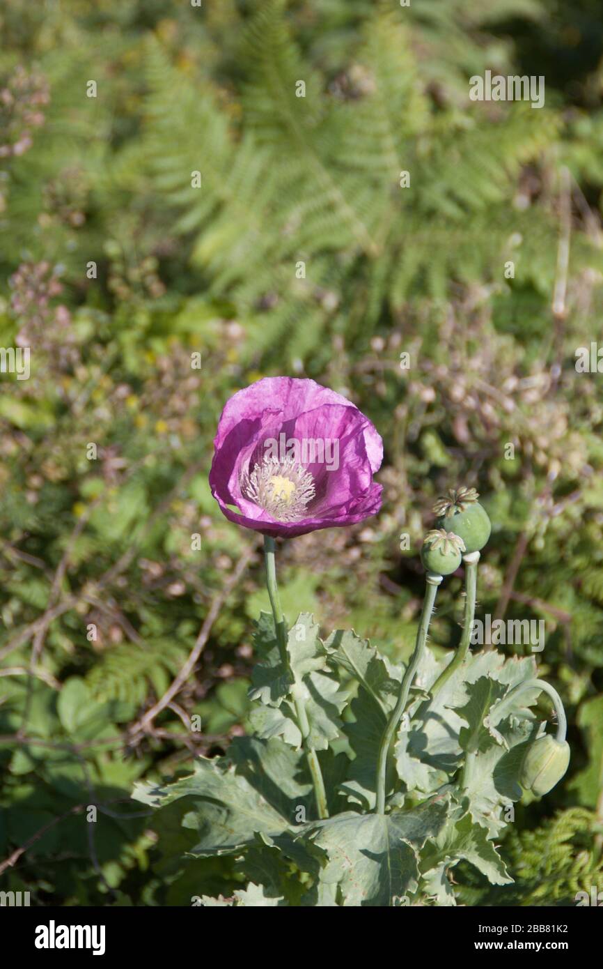 purple wildflower Stock Photo