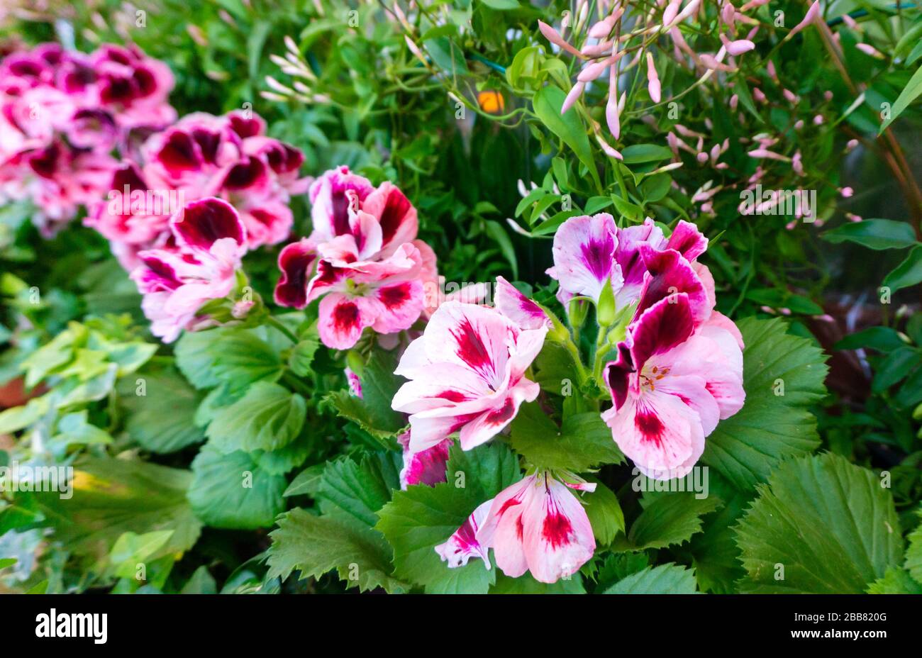 Bright picture of a geranium angel plant on a background of green plants. Bicolor white-pink angel pelargonium in a beautiful flower garden. Pelargoni Stock Photo