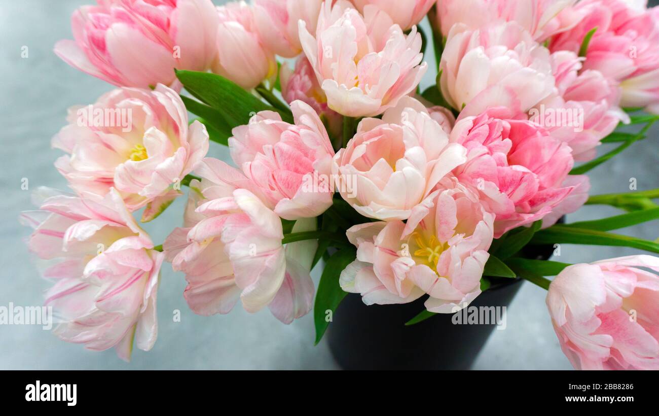 Luxurious bouquet of pink tulips on a gray background. Beautiful spring ...