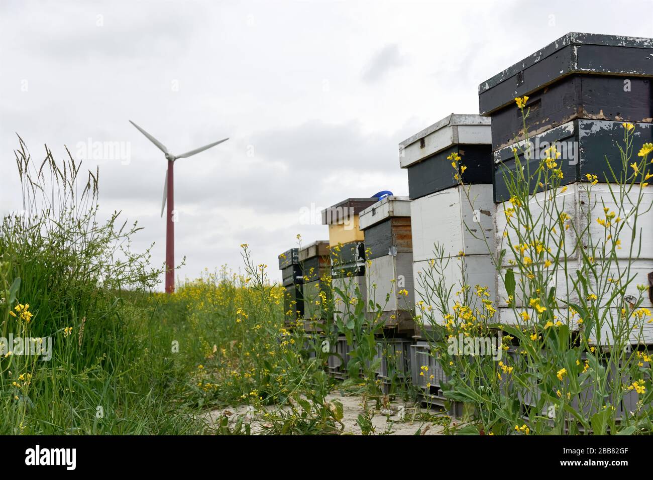 Beehives in a row. Three weathered white and green beehives or honeycombs with honey bees surrounded with yellow rapeseed flowers and wind turbine. Stock Photo