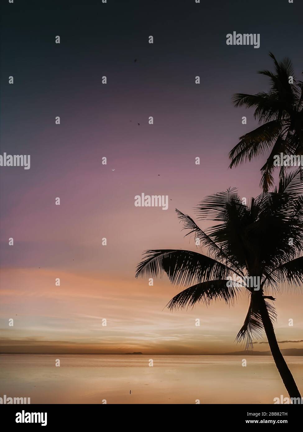 sunset dreams with palms and birds in paradise Stock Photo