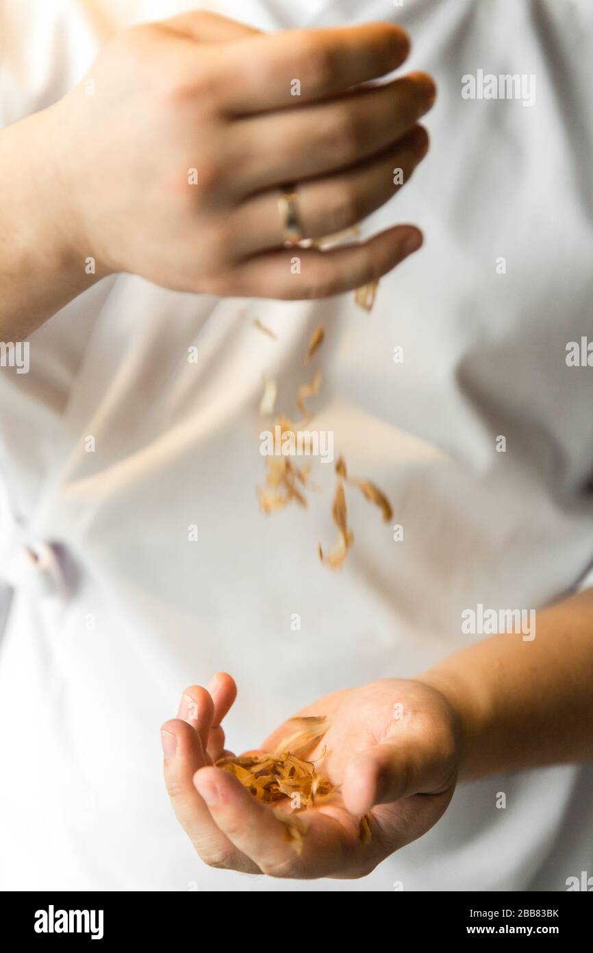 chef holding smoked tuna slices in his hands. Bonito Flakes in chef hands. Stock Photo