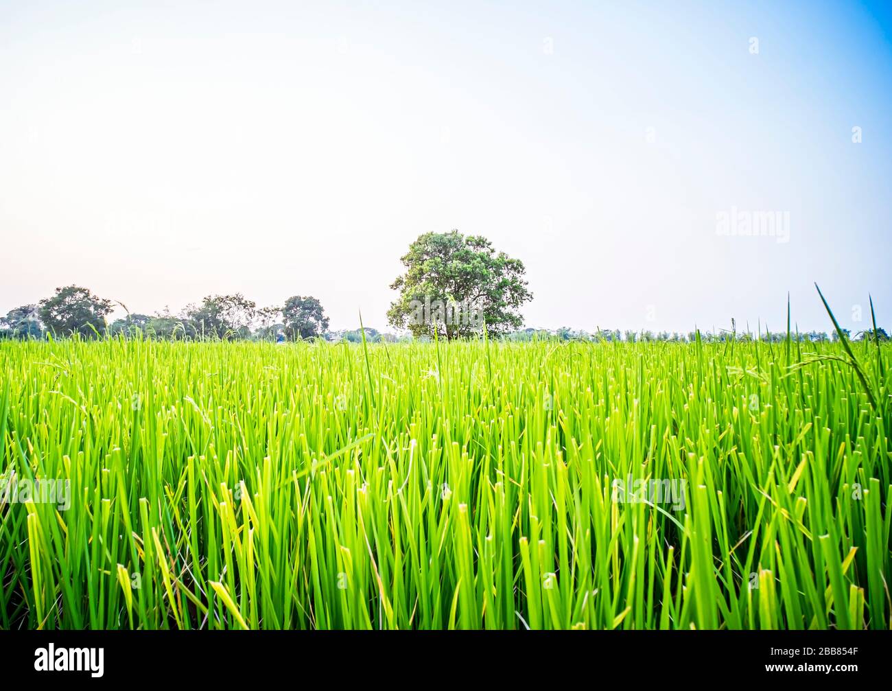 Beautiful scenery of green paddy field with big tree in rural area ...
