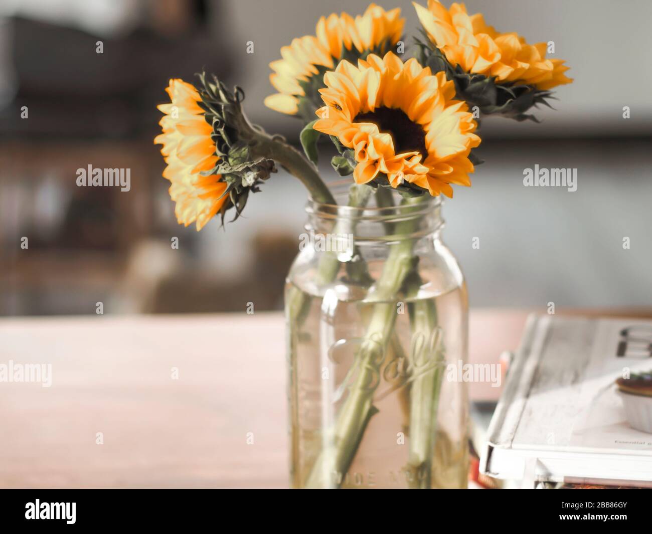 Download Beautiful Sunflower Yellow Flowers In A Bottle Glass Vase Over Blur Background Stock Photo Alamy Yellowimages Mockups