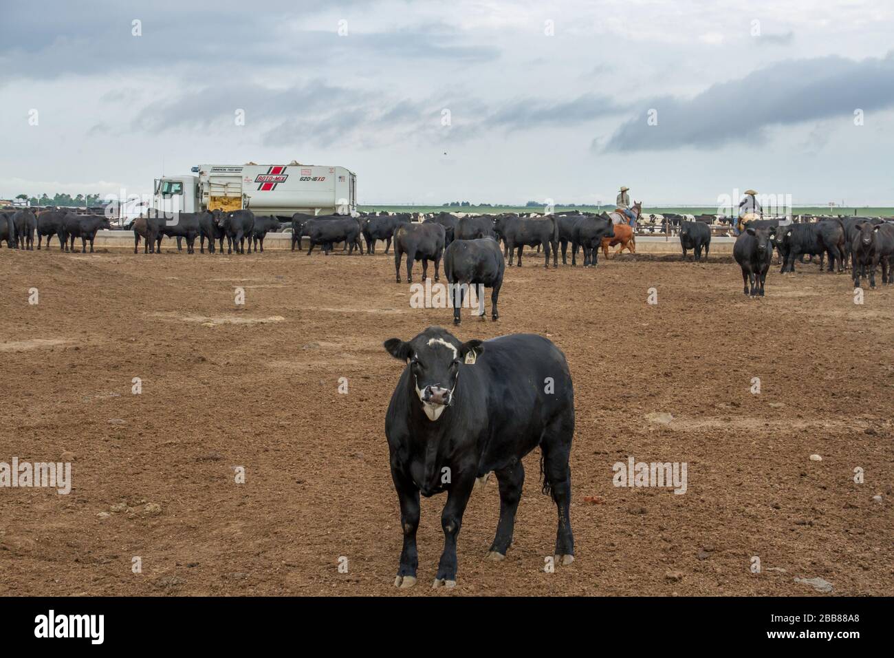 Cattle feedlot colorado hires stock photography and images Alamy