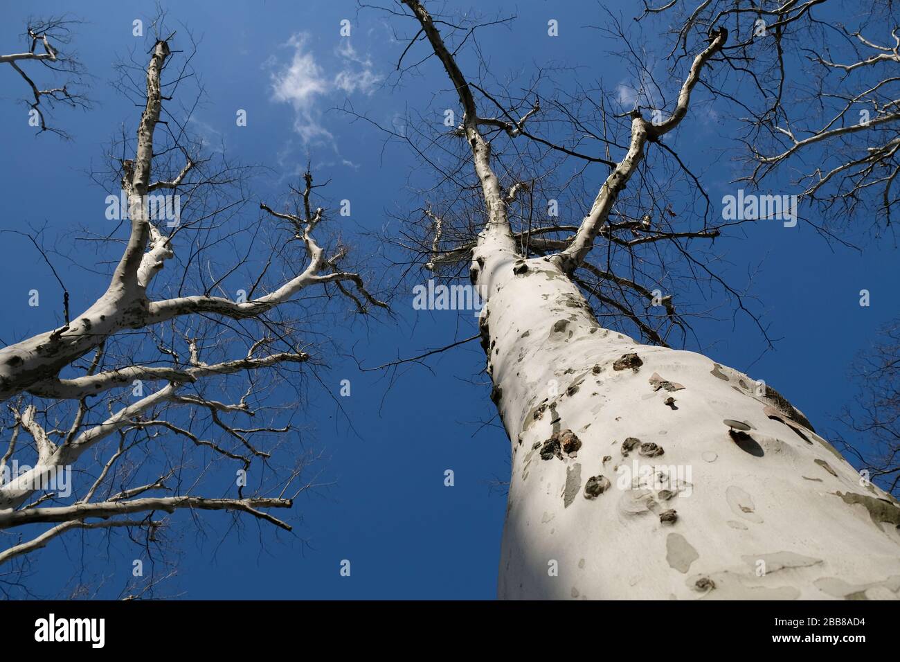weiße Platanen vor blauem Wolkenhimmel Stock Photo