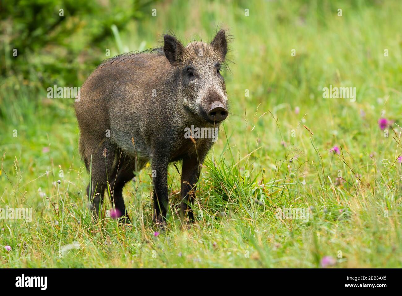Calm adult wild boar looking on green grass in summer time. Stock Photo