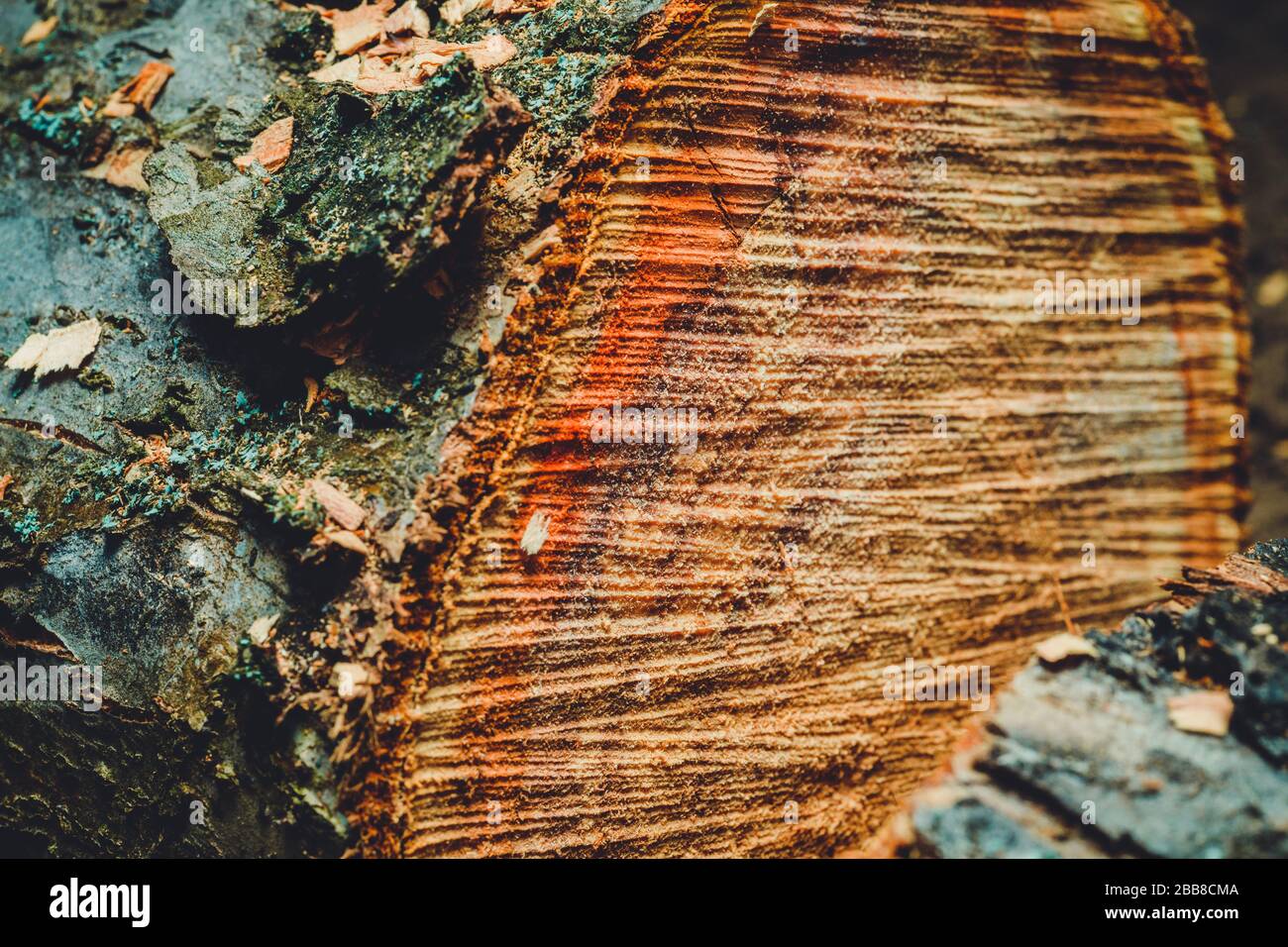 Drank an old tree. An Apple. Wood processing. Texture. Stock Photo