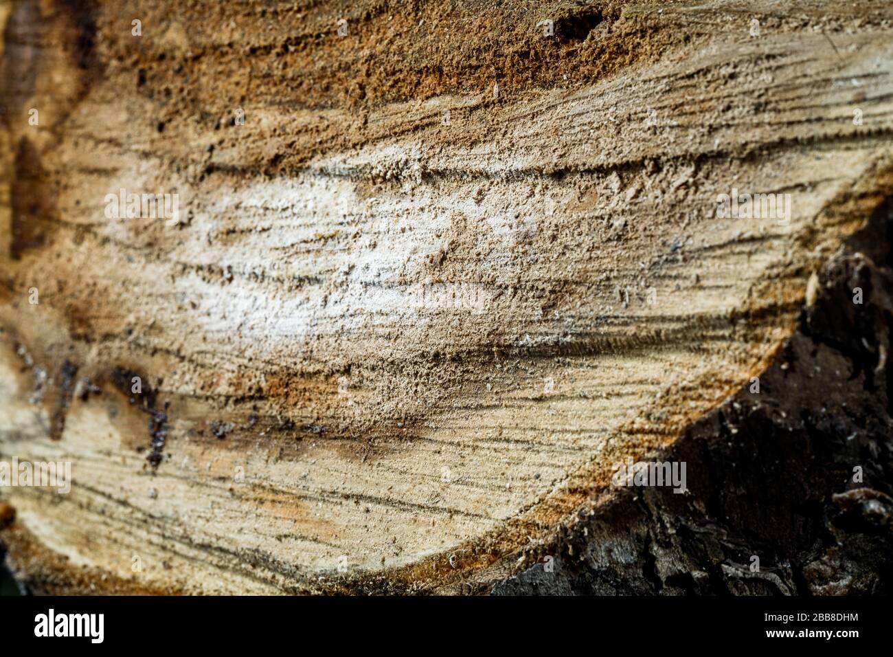 Drank an old tree. An Apple. Wood processing. Texture. Stock Photo