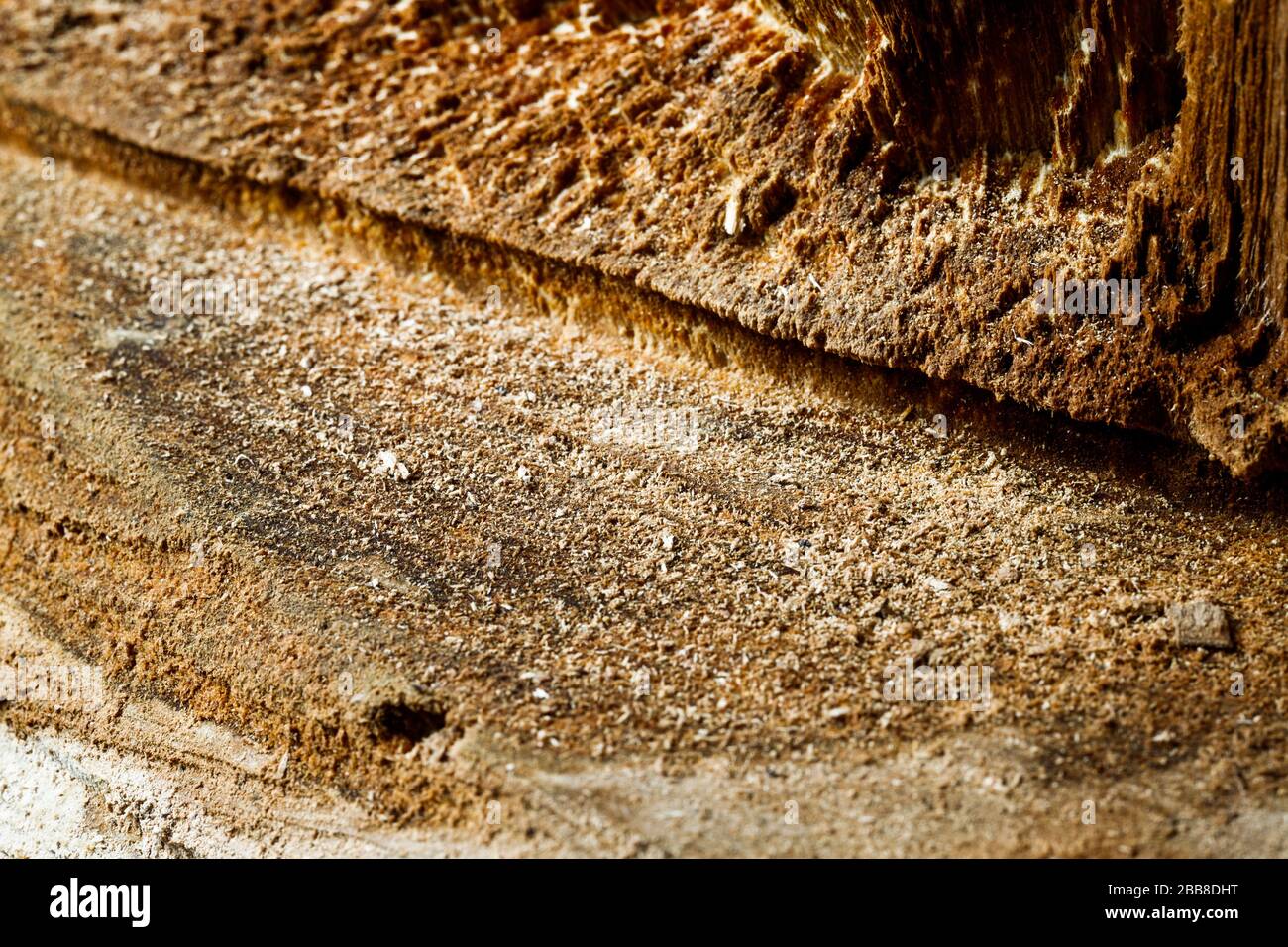 Drank an old tree. An Apple. Wood processing. Texture. Stock Photo