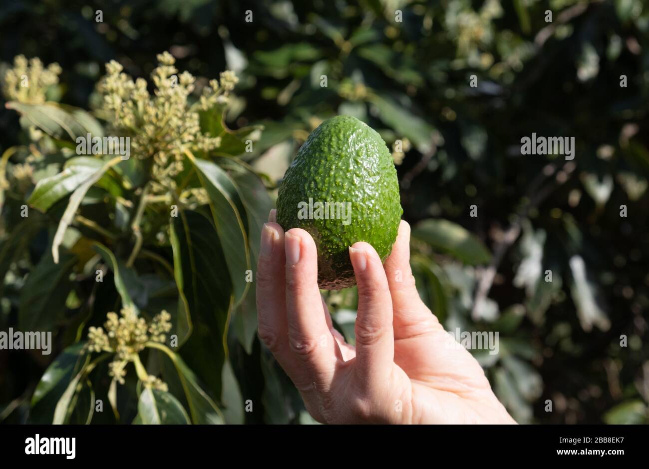 Man holding single avocado in hand with avocado tree in background Stock Photo