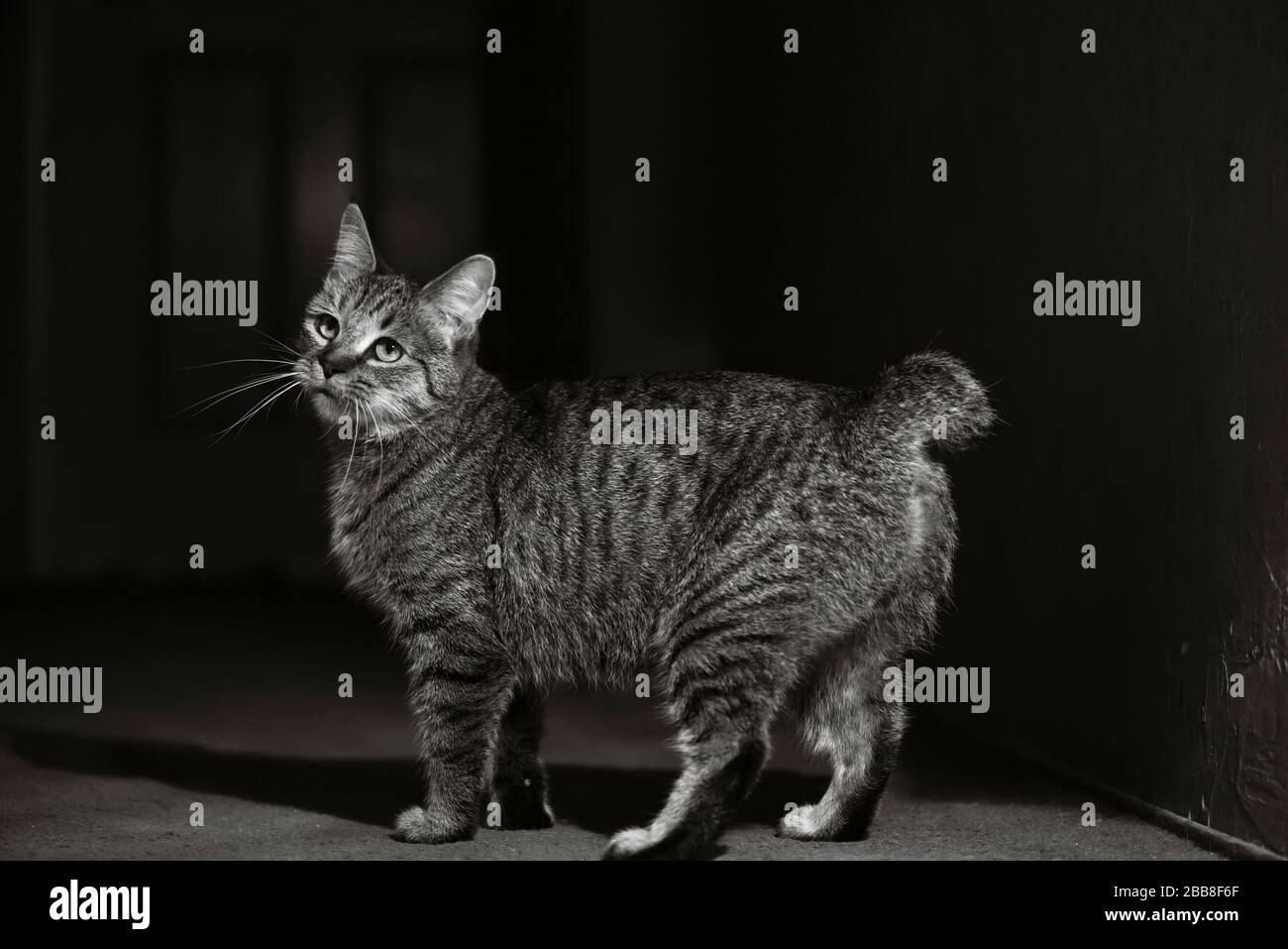Pixie Bob Cat High Resolution Stock Photography And Images Alamy Pixie Bob Cat High Resolution Stock Photography And Images Alamy