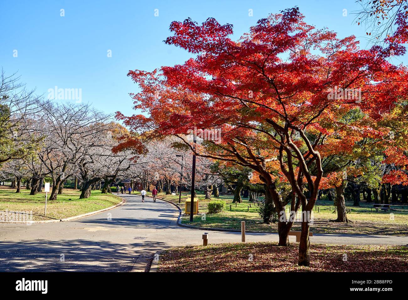 Beautiful red gold maple hi-res stock photography and images - Alamy