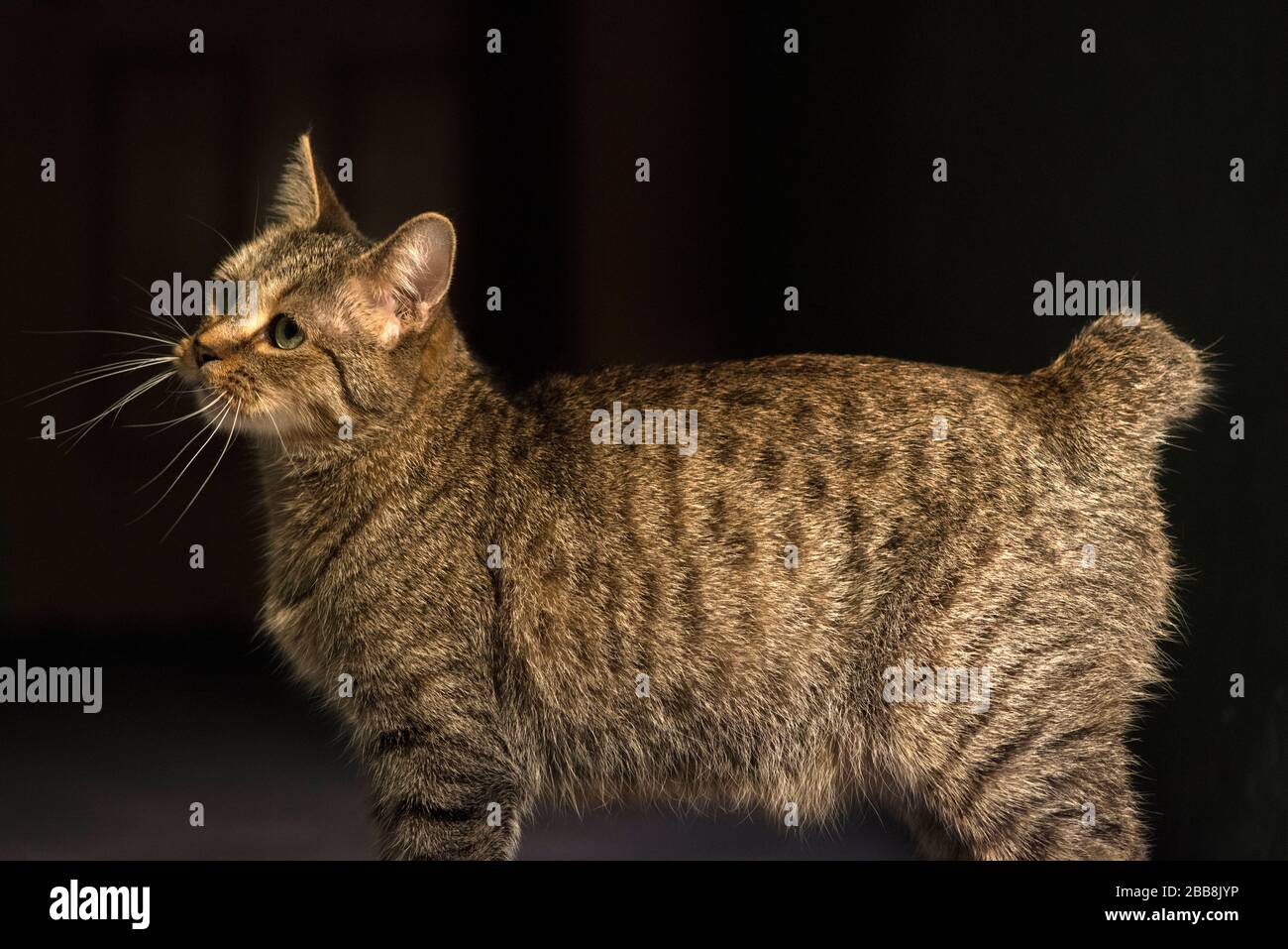 Pixie Bob Cat Standing In A Spotlight Stock Photo Alamy