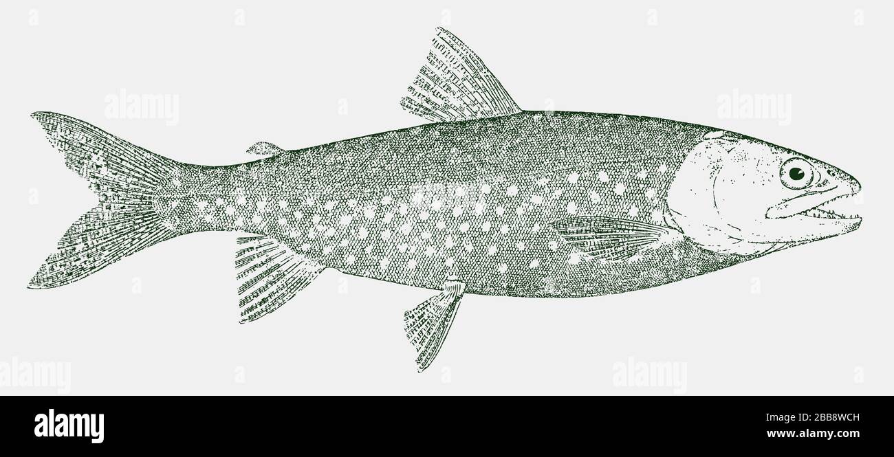 Lake trout, salvelinus namaycush, a freshwater char from lakes in North America in side view Stock Vector