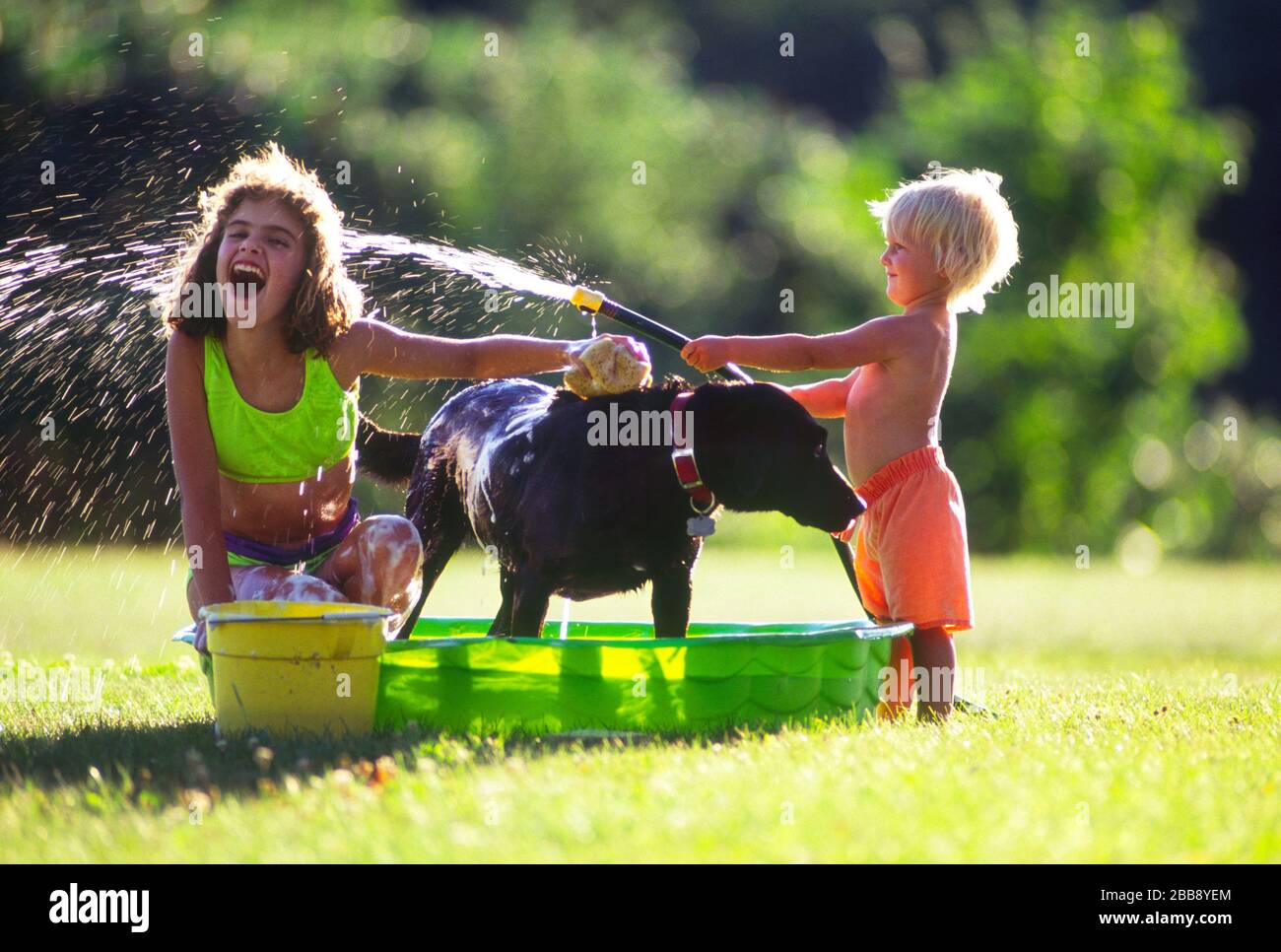 Washing the dog in Andover, NH USA Stock Photo