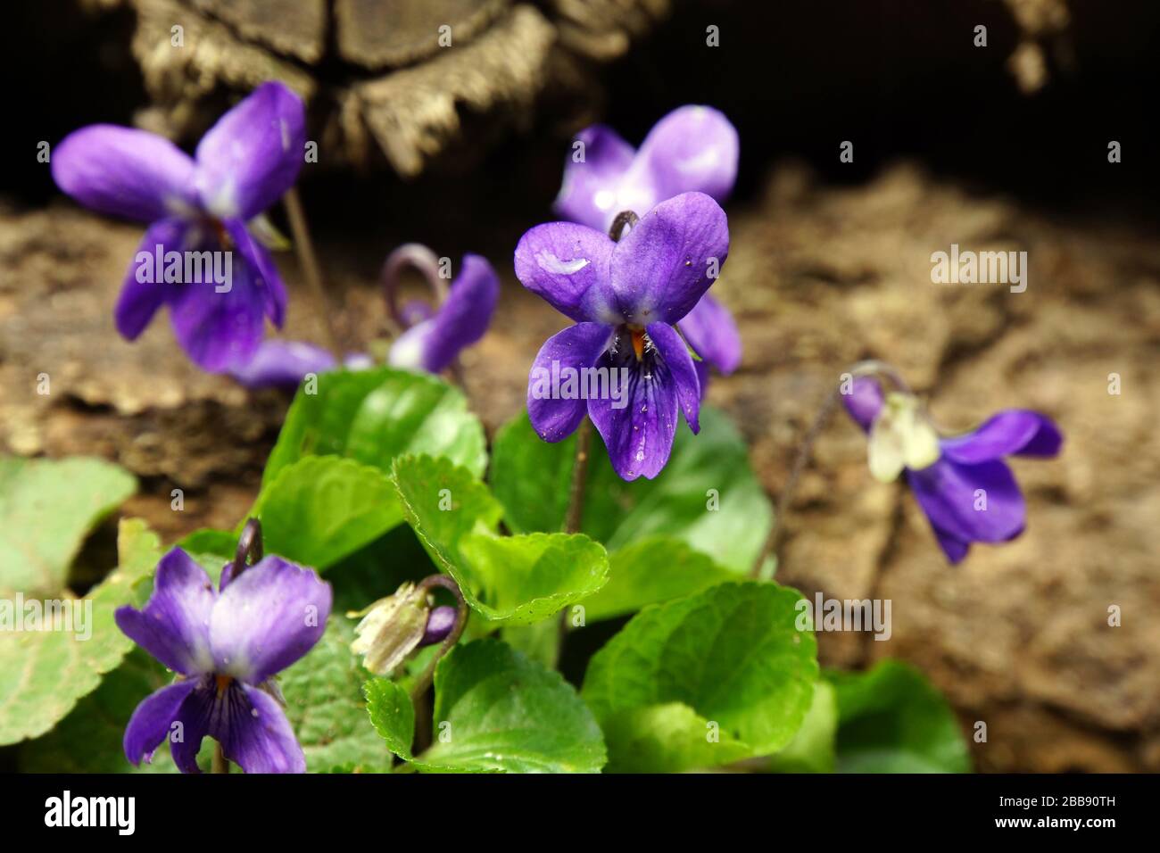 Hunds-Veilchen (Viola canina), auch Rossveilchen Stock Photo