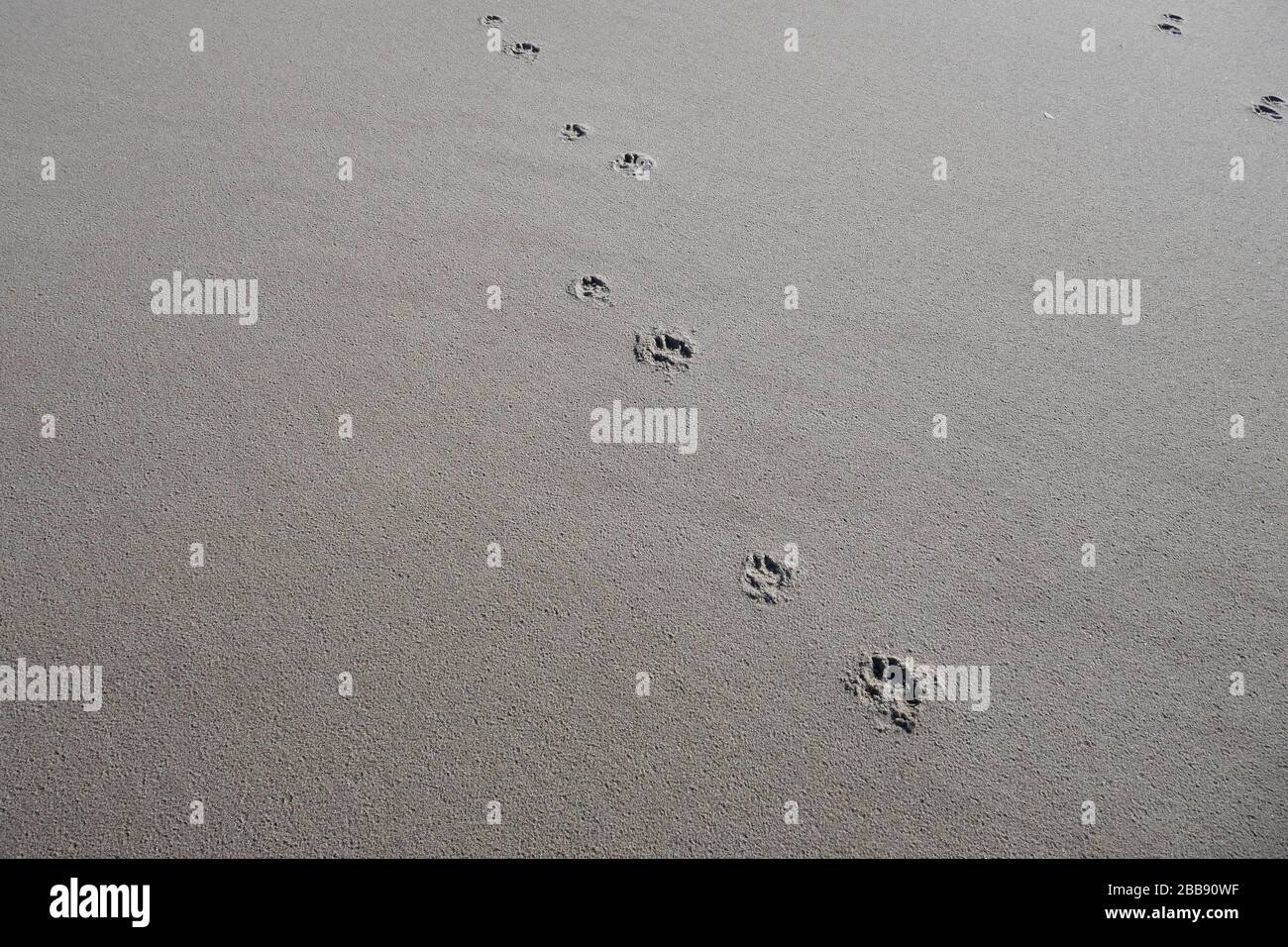 footsteps at newly formed dunes at zandmotor project in Kijkduin, Den Haag Stock Photo