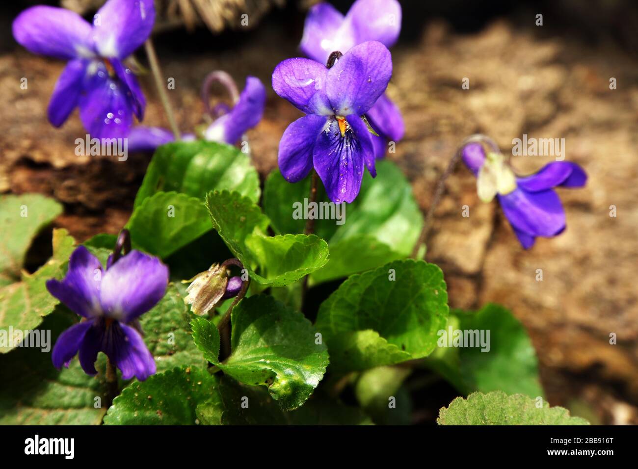 Hunds-Veilchen (Viola canina), auch Rossveilchen Stock Photo