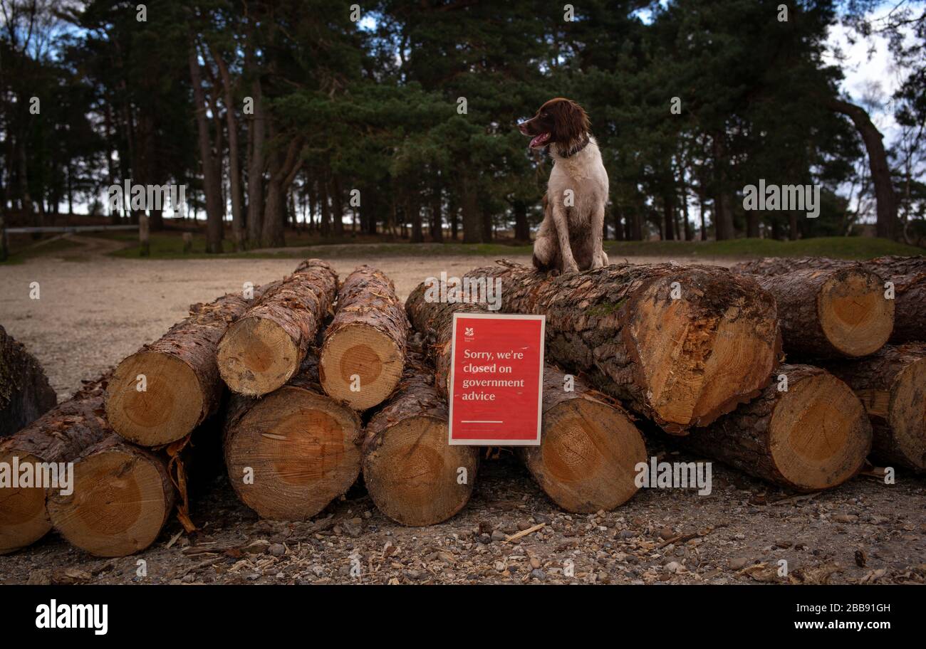 A sign on National trust land saying We are Closed on Government advice . The land is Half Moon Common on the edge of The New Forest Hampshire. Stock Photo